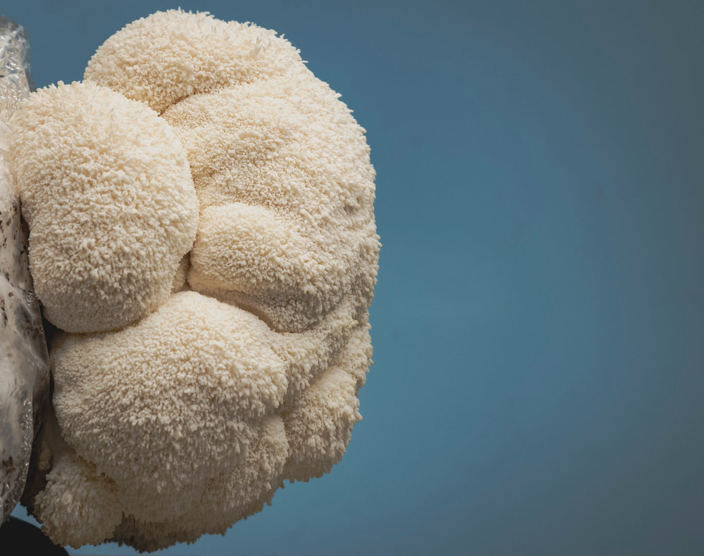 Dried Lion's Mane Mushrooms